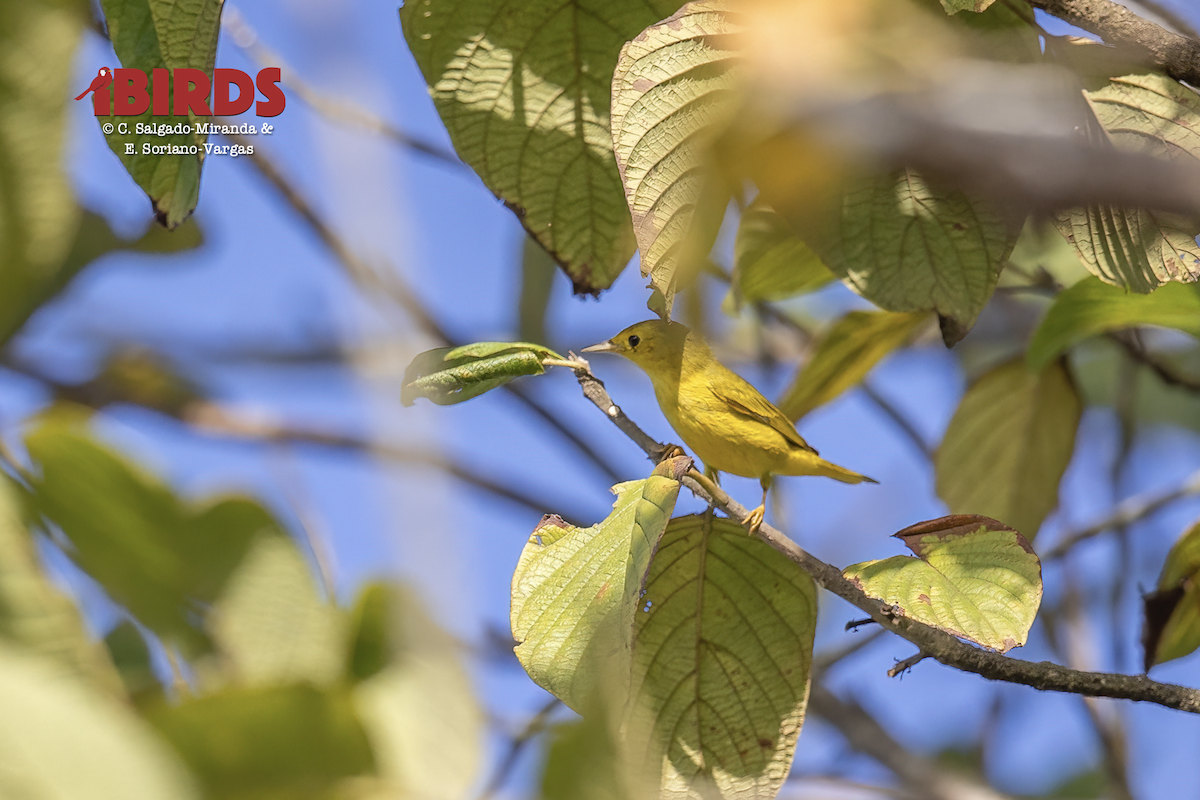 Yellow Warbler - ML638340829