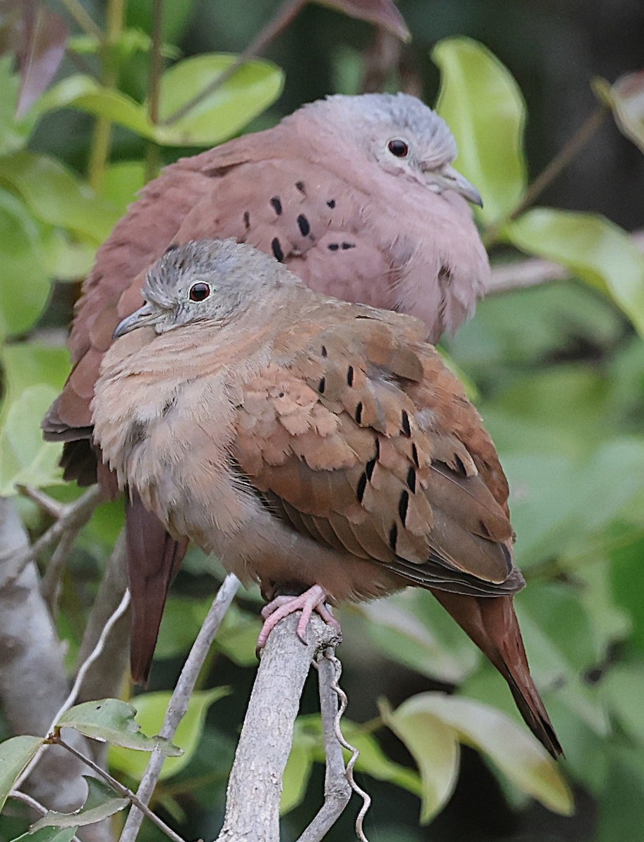 Ruddy Ground Dove - ML638340832