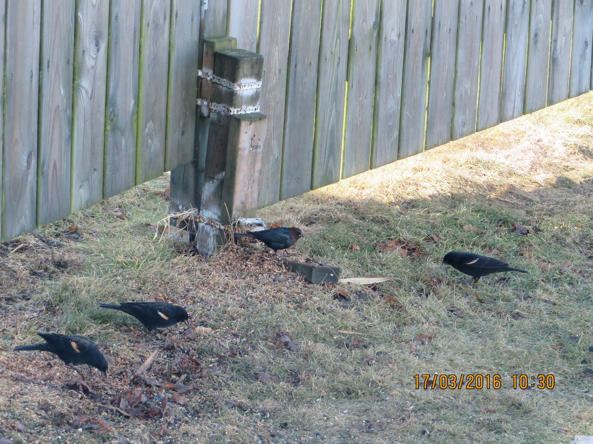 Brown-headed Cowbird - ML638340834