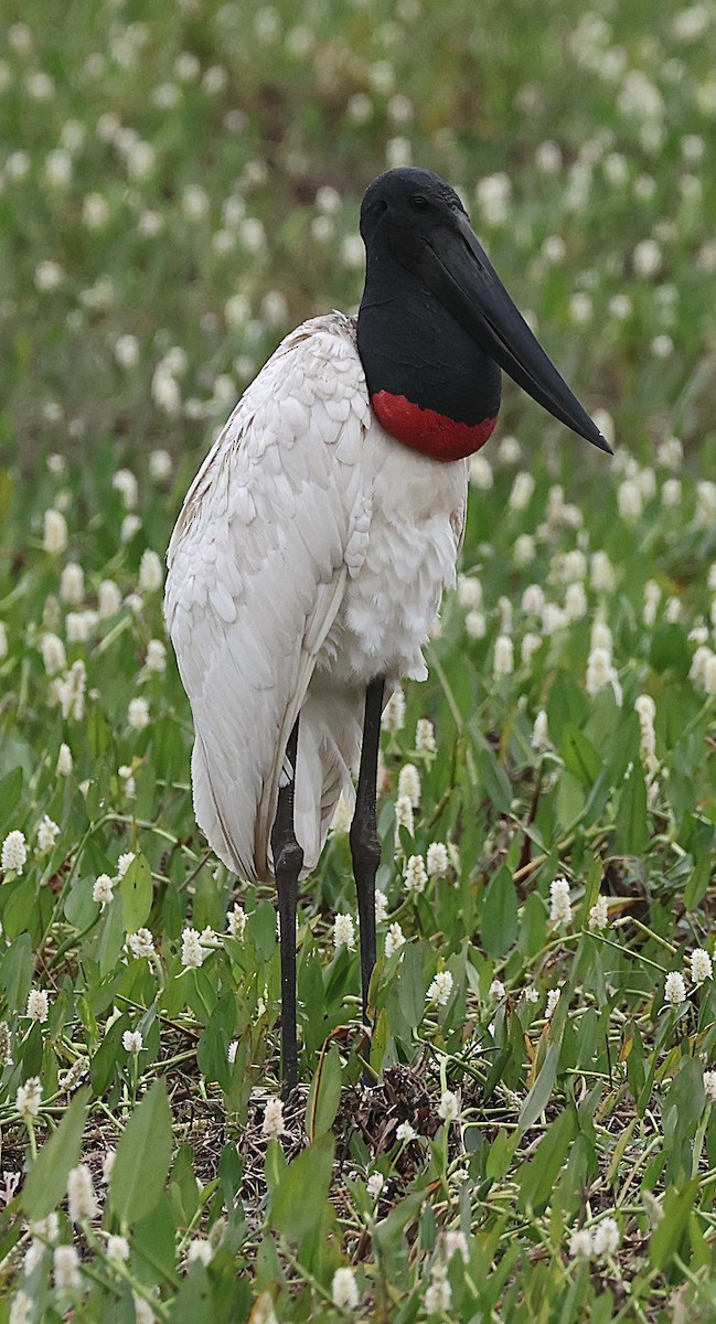 Jabiru - ML638340855