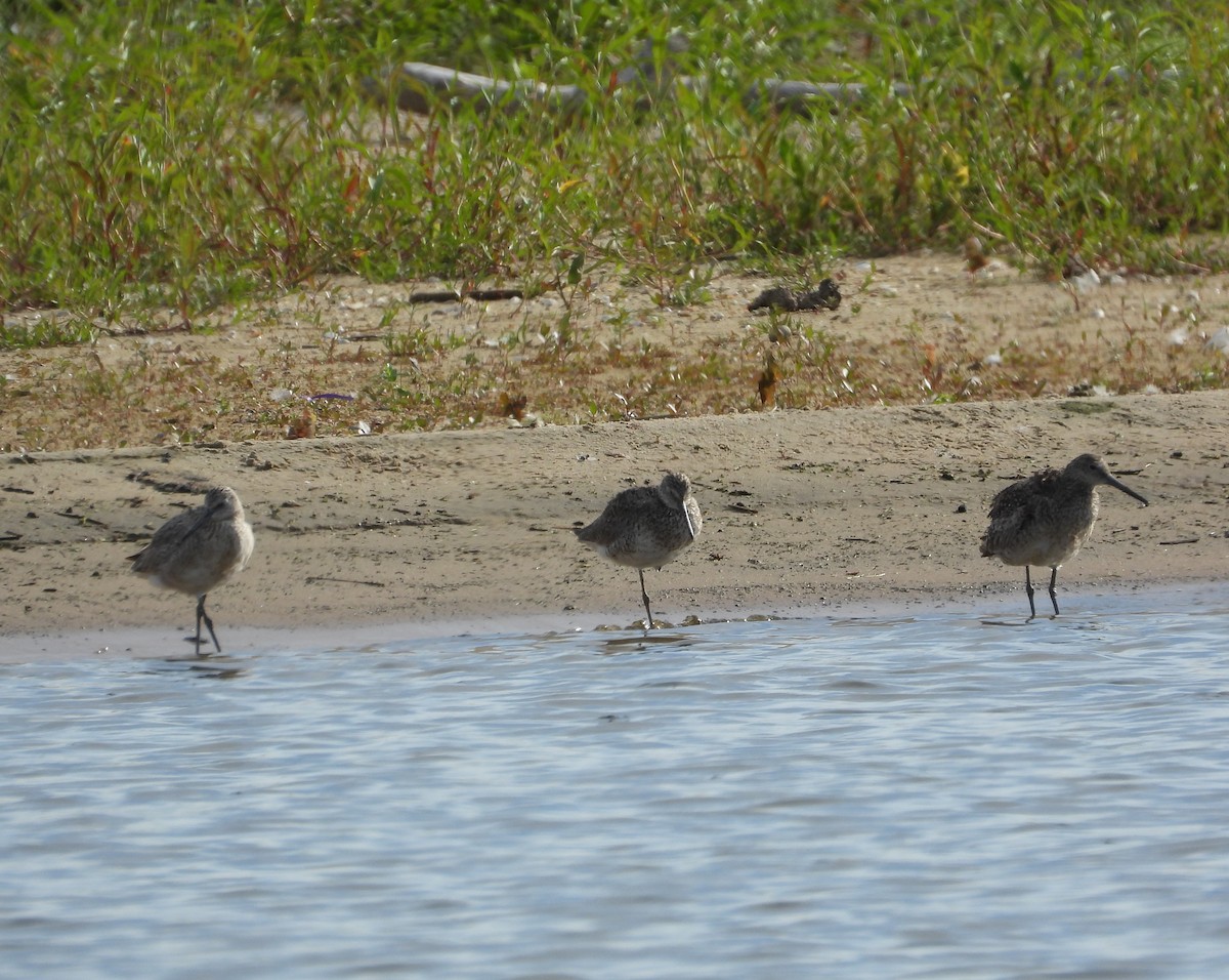Willet - ML638340856