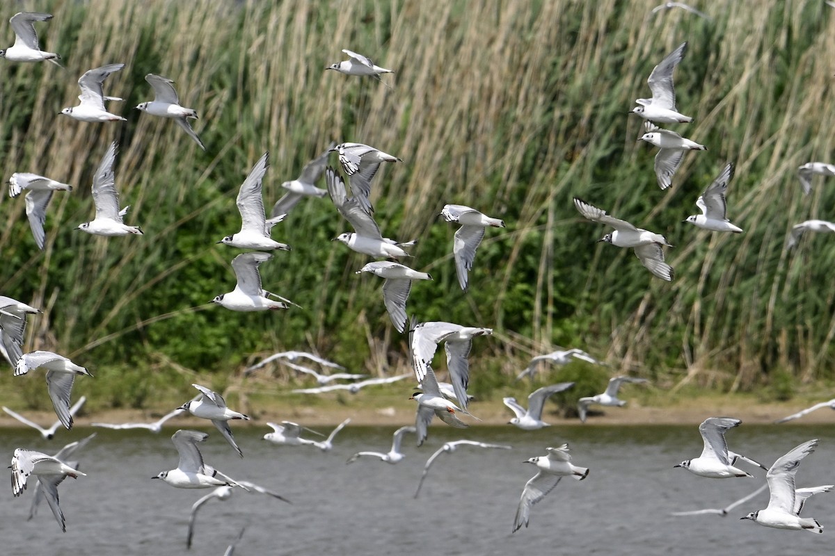 Bonaparte's Gull - ML638340861