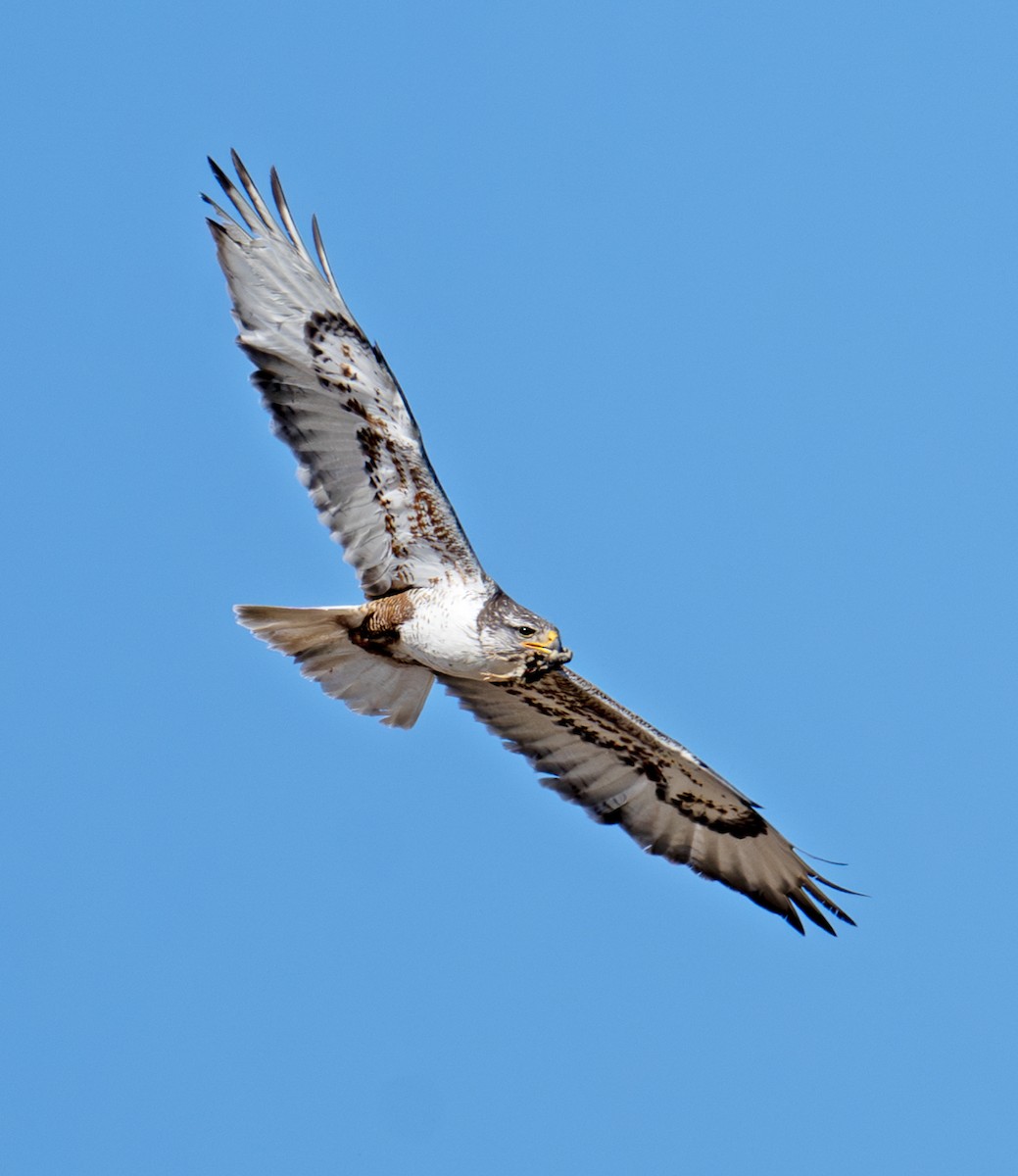 Ferruginous Hawk - ML638340862