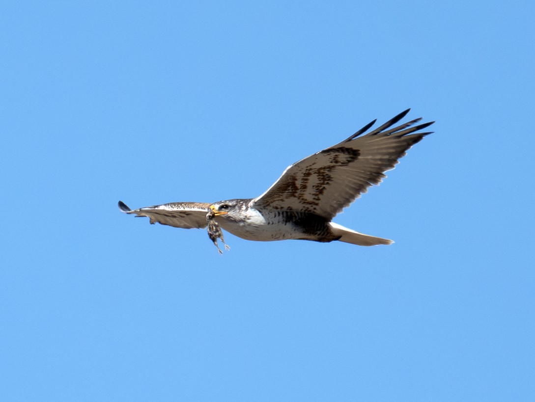 Ferruginous Hawk - ML638340863