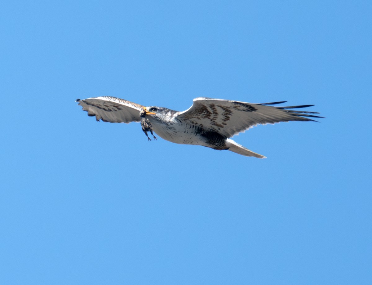 Ferruginous Hawk - ML638340864