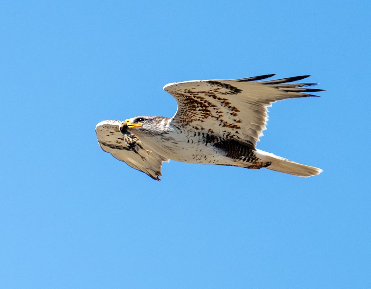 Ferruginous Hawk - ML638340865