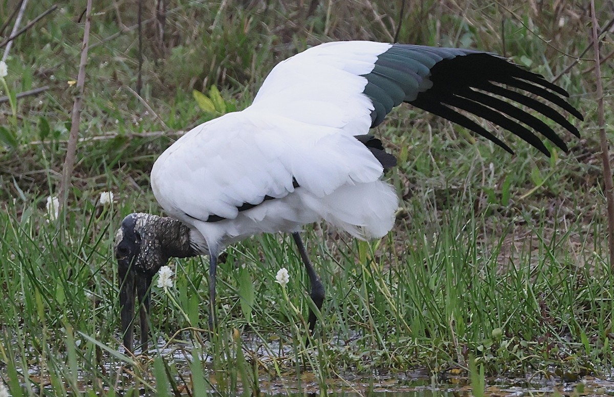Wood Stork - ML638340866