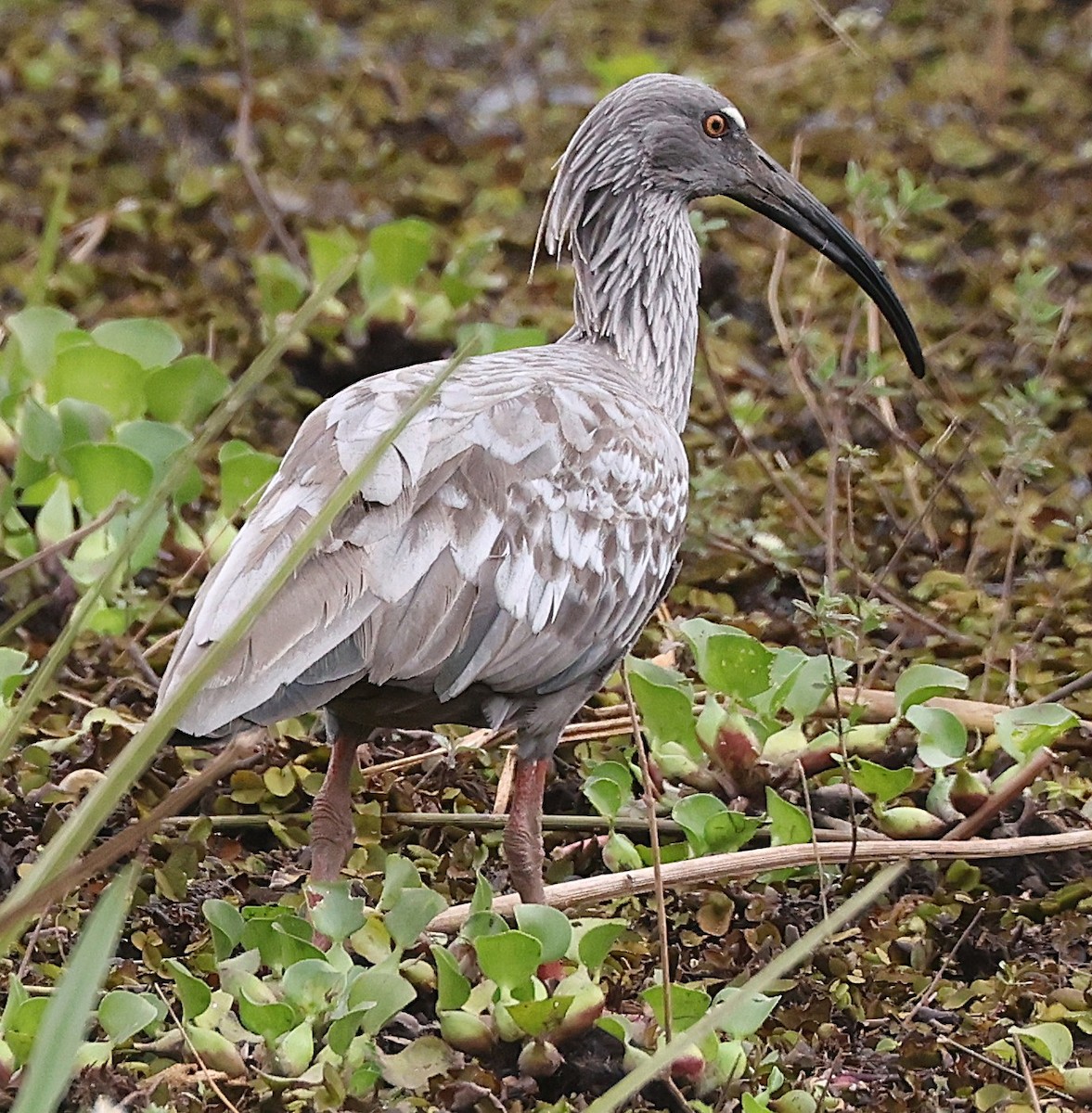 Plumbeous Ibis - ML638340885