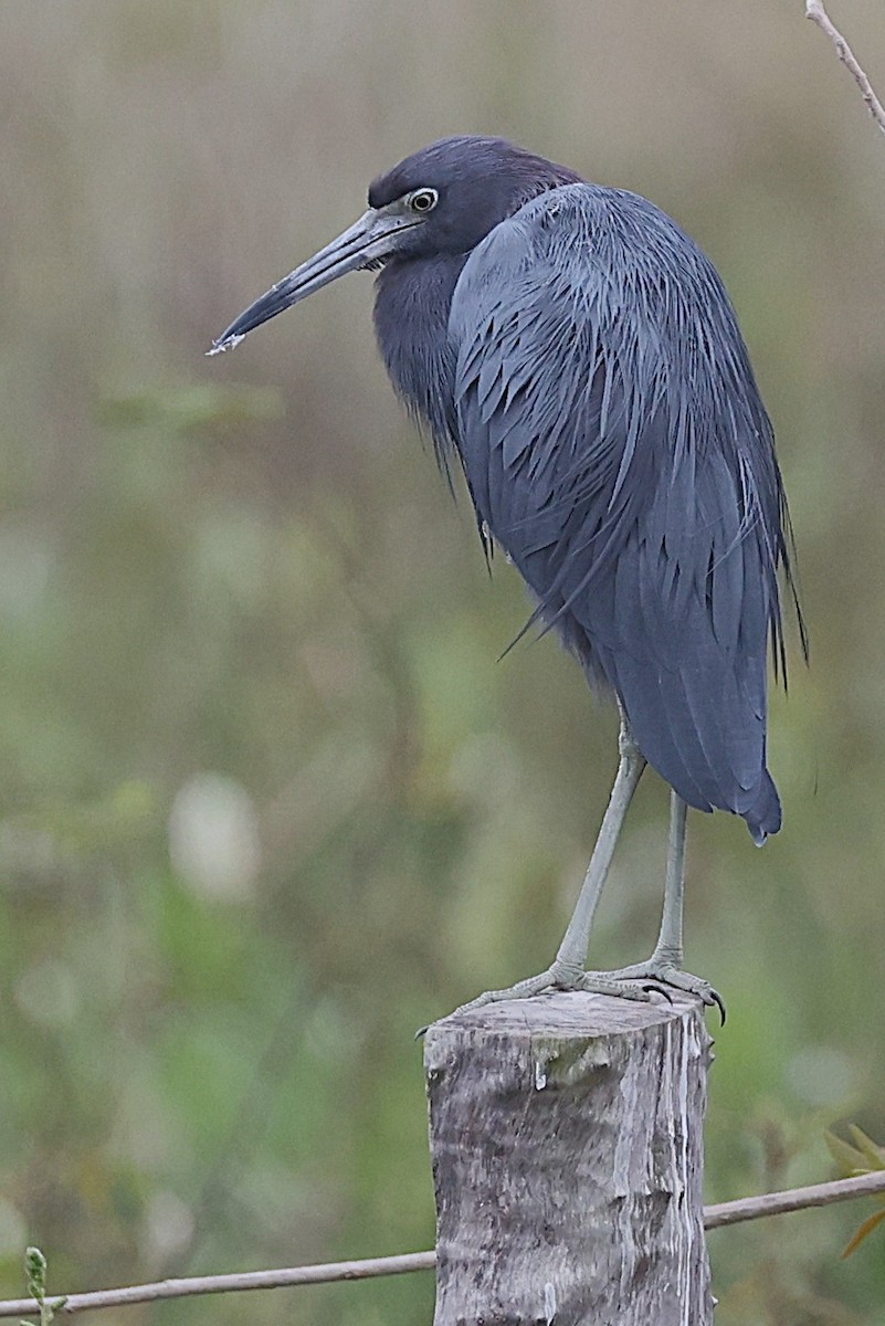 Little Blue Heron - ML638340902