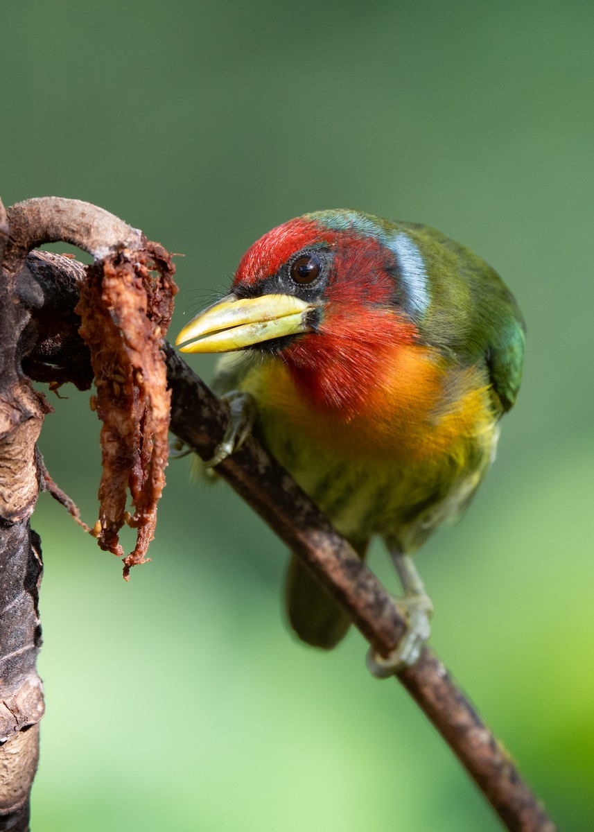 Red-headed Barbet - ML638340904