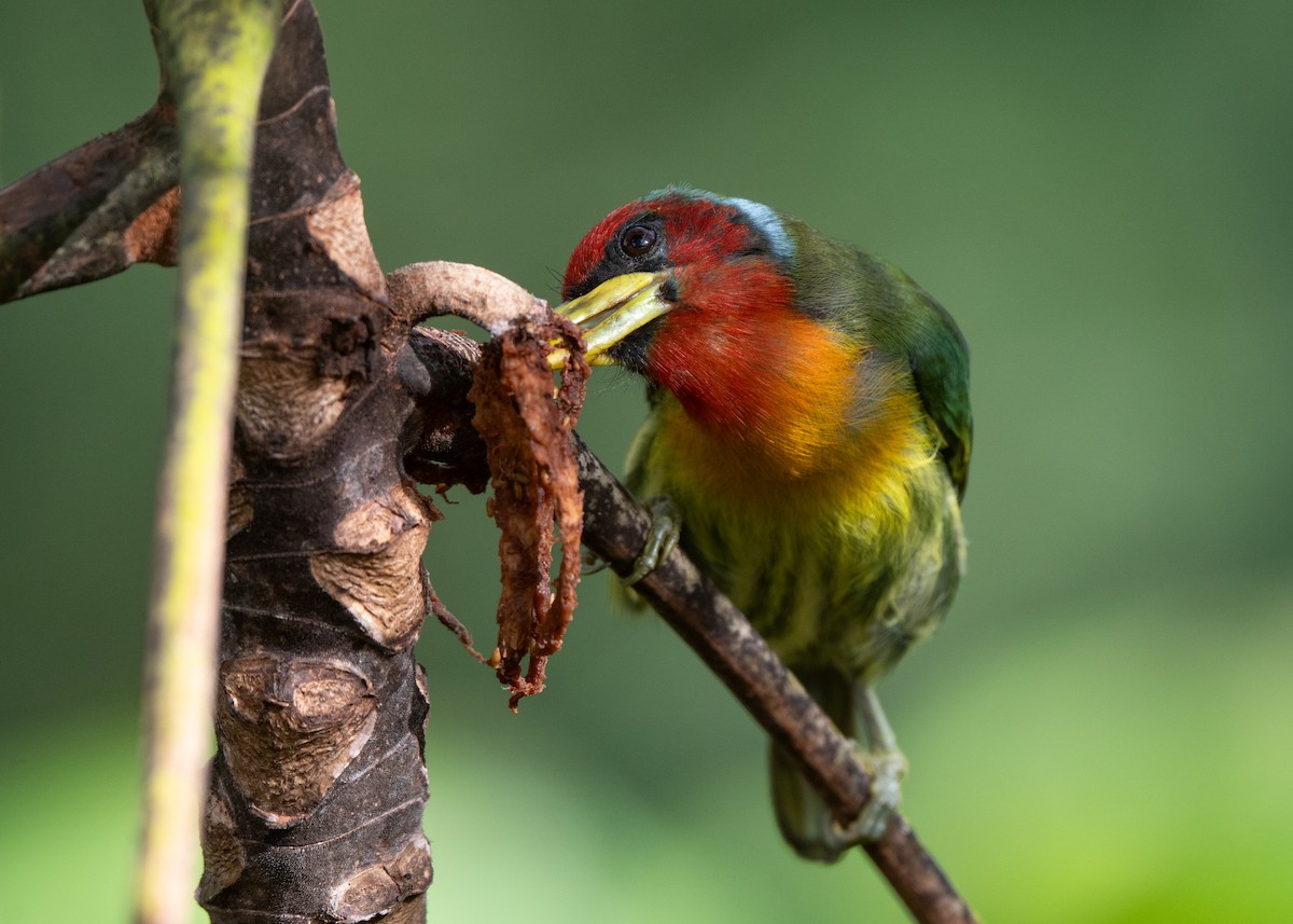 Red-headed Barbet - ML638340905