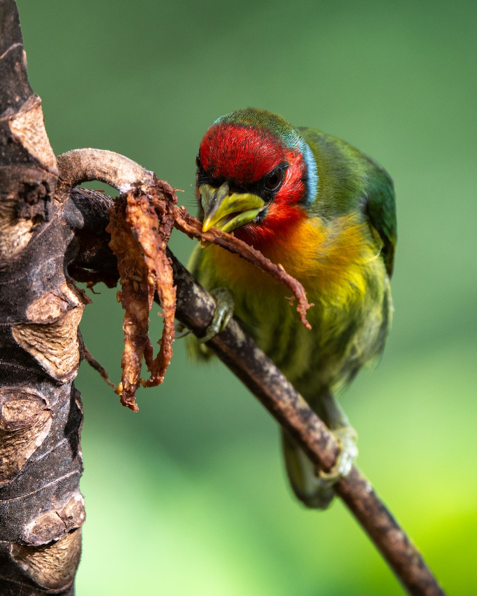 Red-headed Barbet - ML638340906