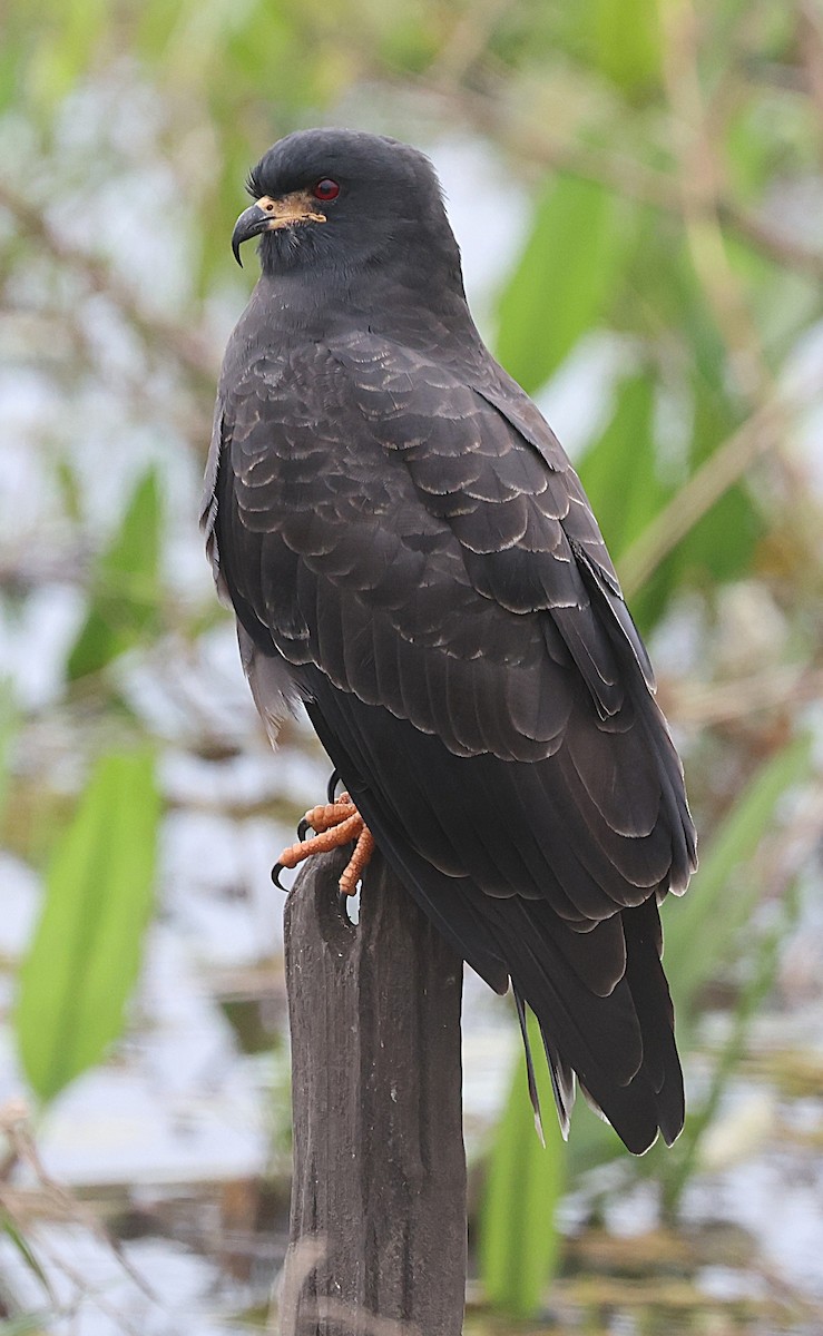 Snail Kite - ML638340910