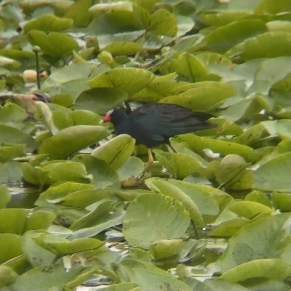 Purple Gallinule - ML638340913