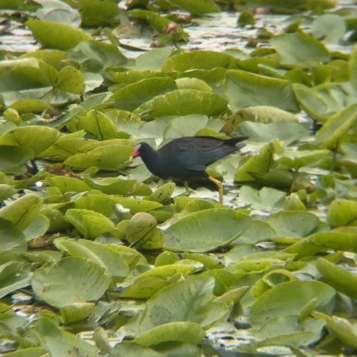 Purple Gallinule - ML638340914