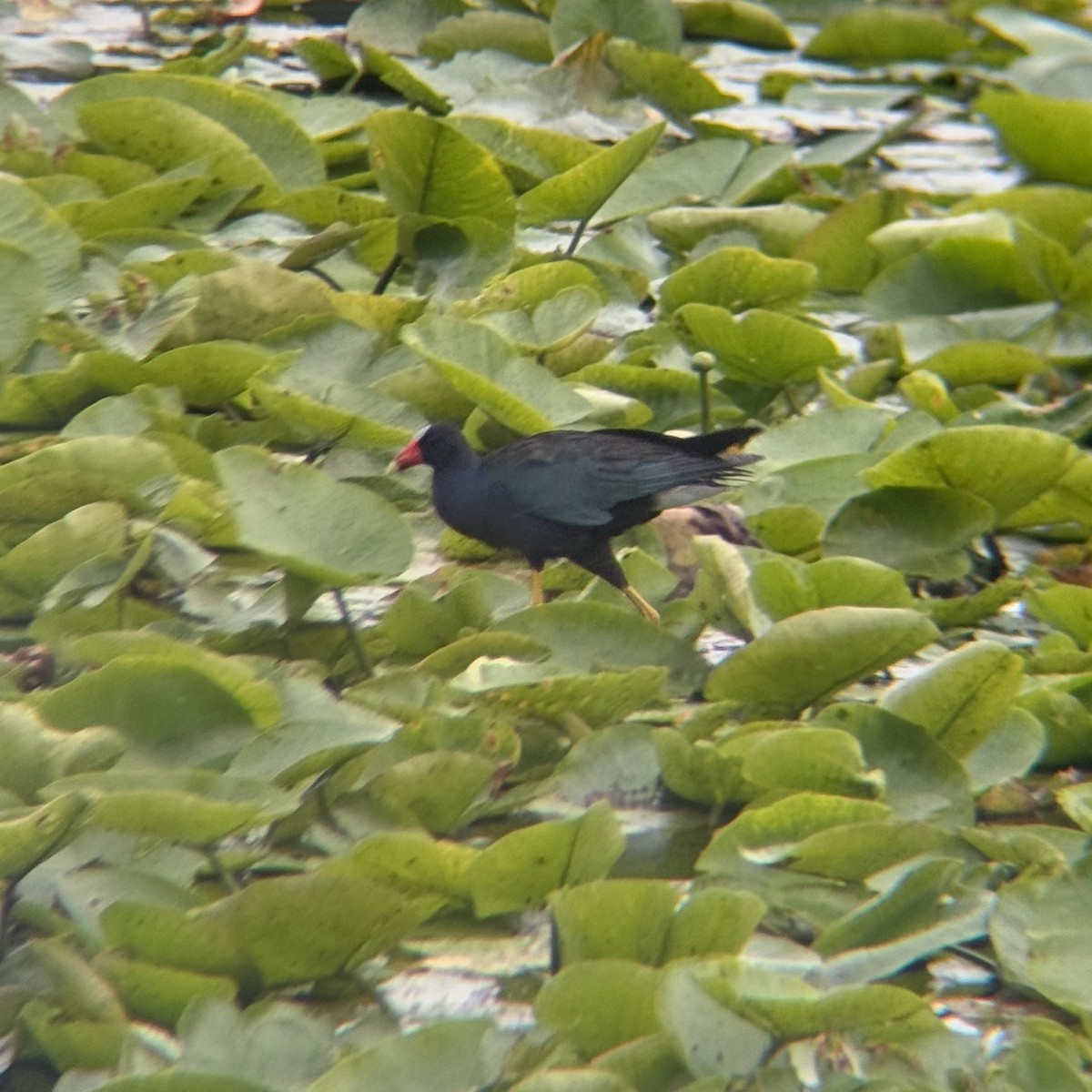 Purple Gallinule - ML638340915