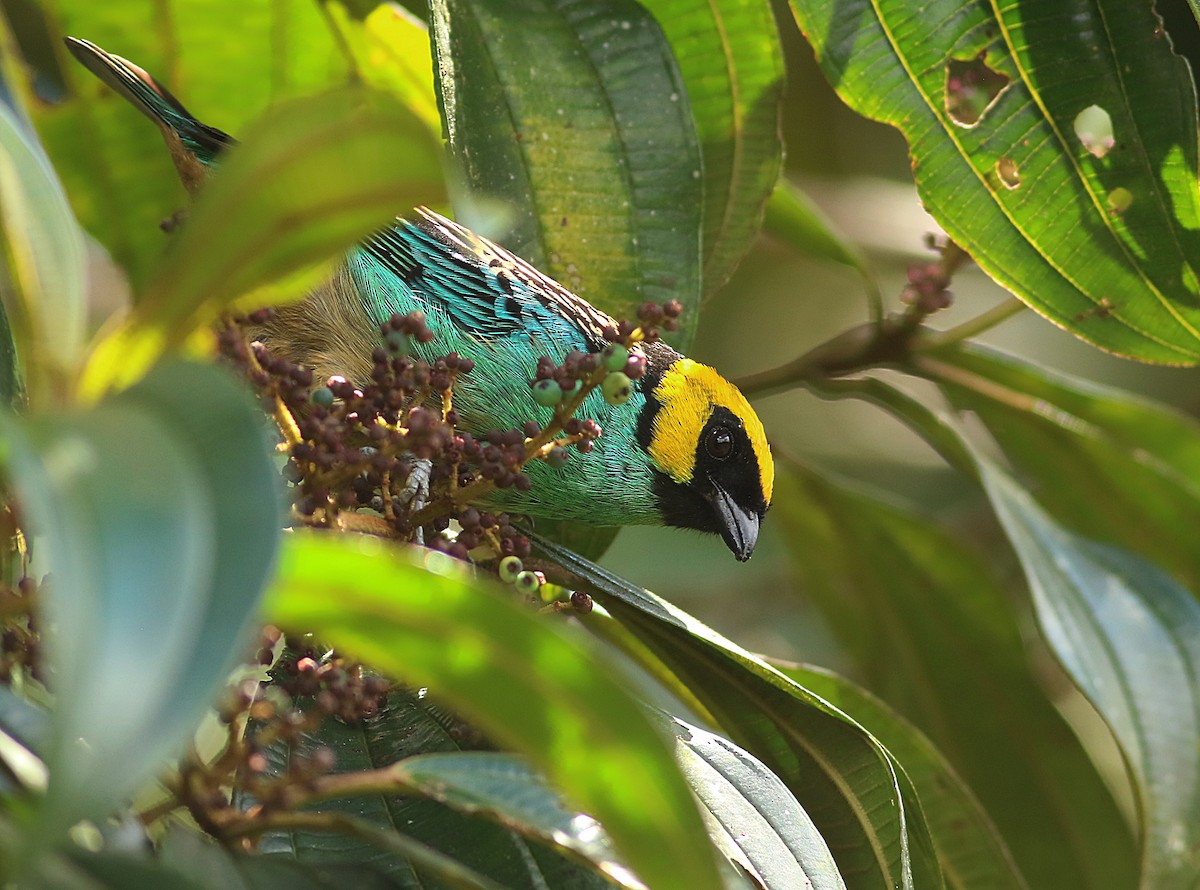 Saffron-crowned Tanager - ML638340921