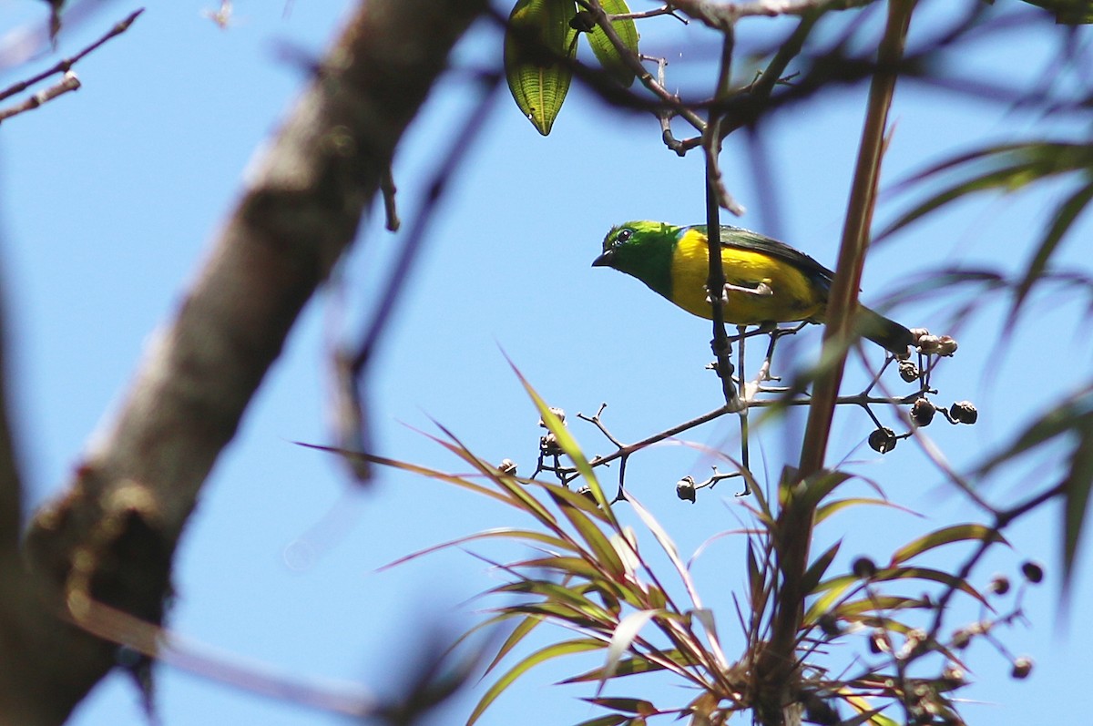 Blue-naped Chlorophonia - ML638340937