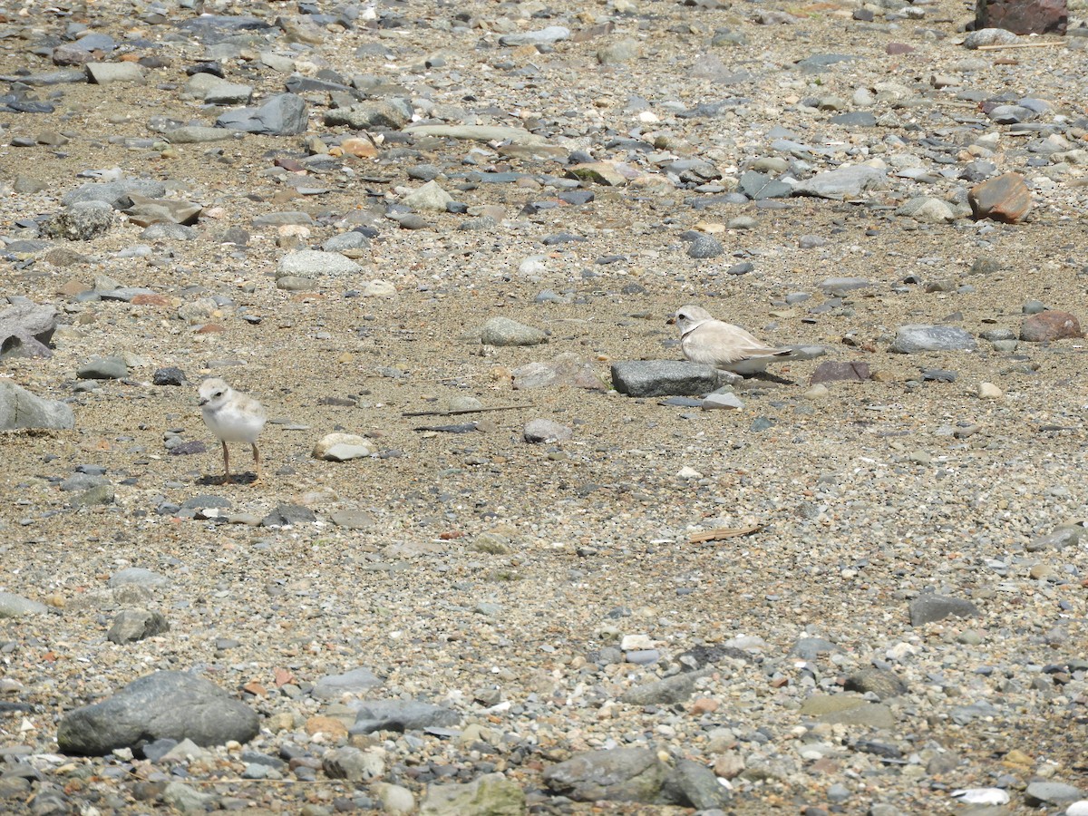 Piping Plover - ML638340938