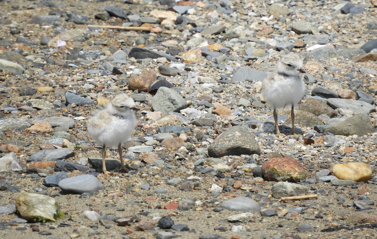 Piping Plover - ML638340941