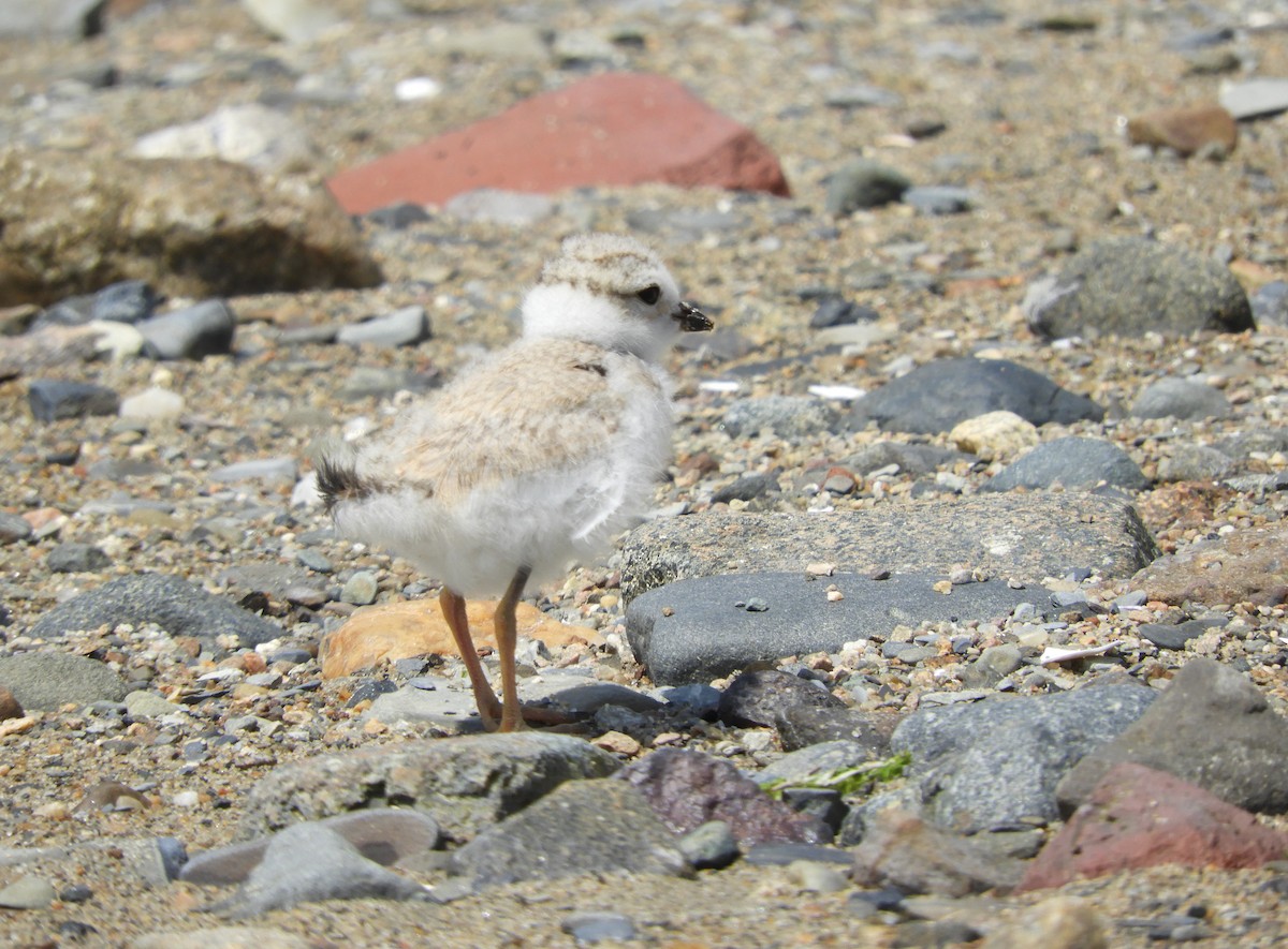 Piping Plover - ML638340943