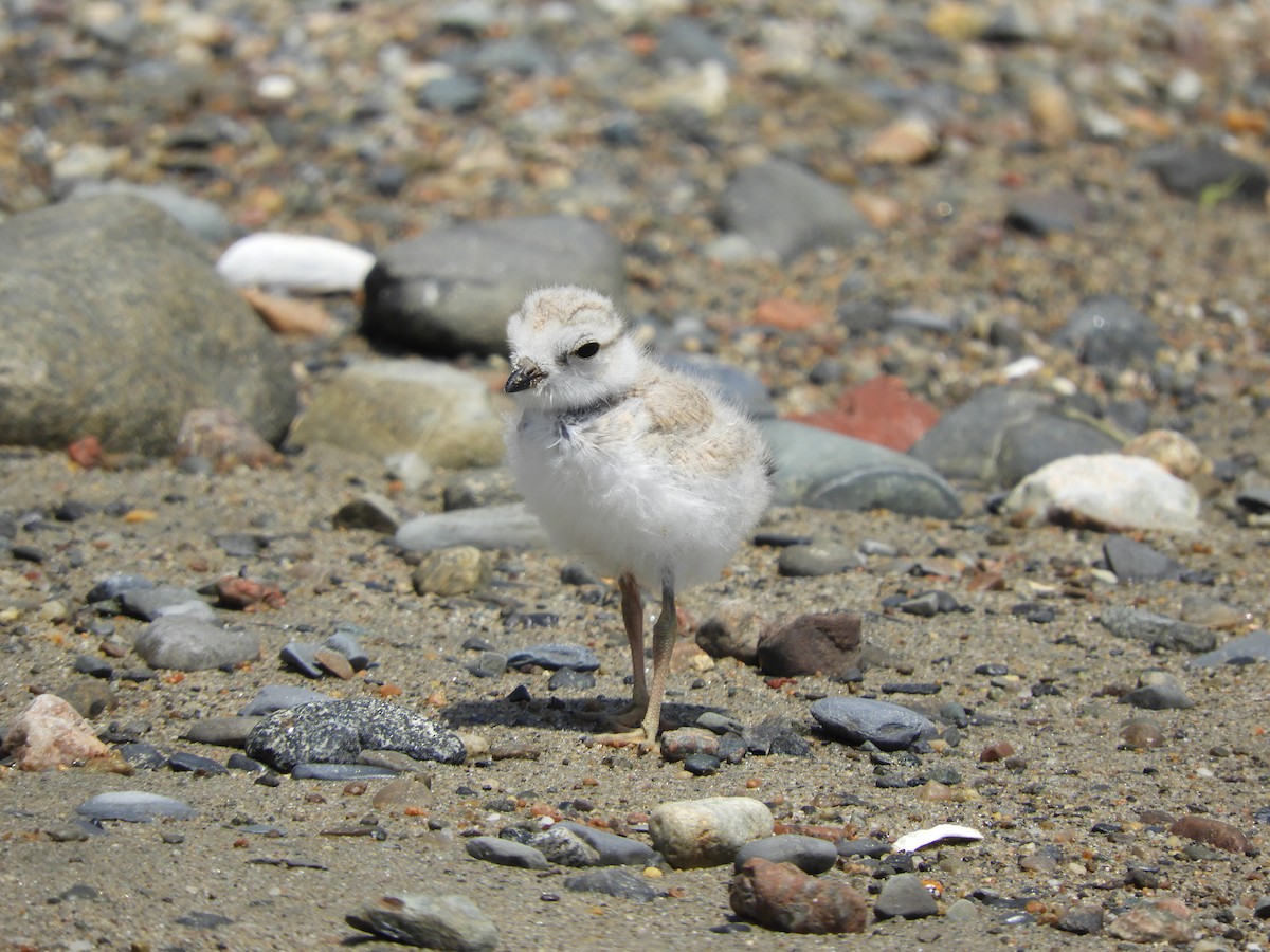 Piping Plover - ML638340948