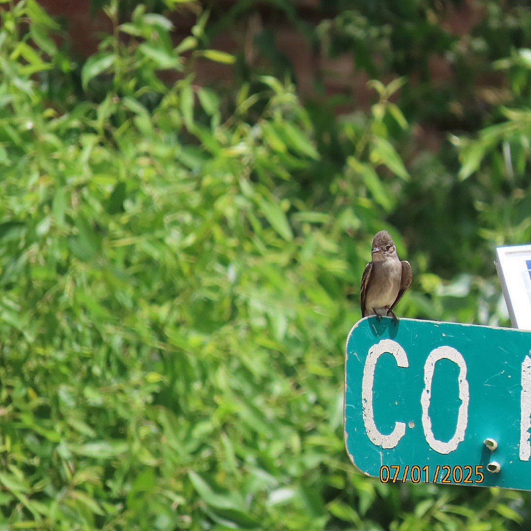 Western Wood-Pewee - ML638340951