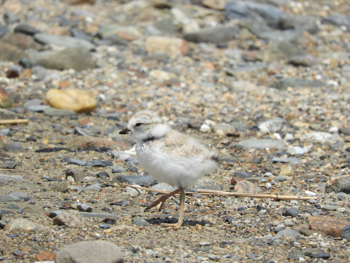 Piping Plover - ML638340955