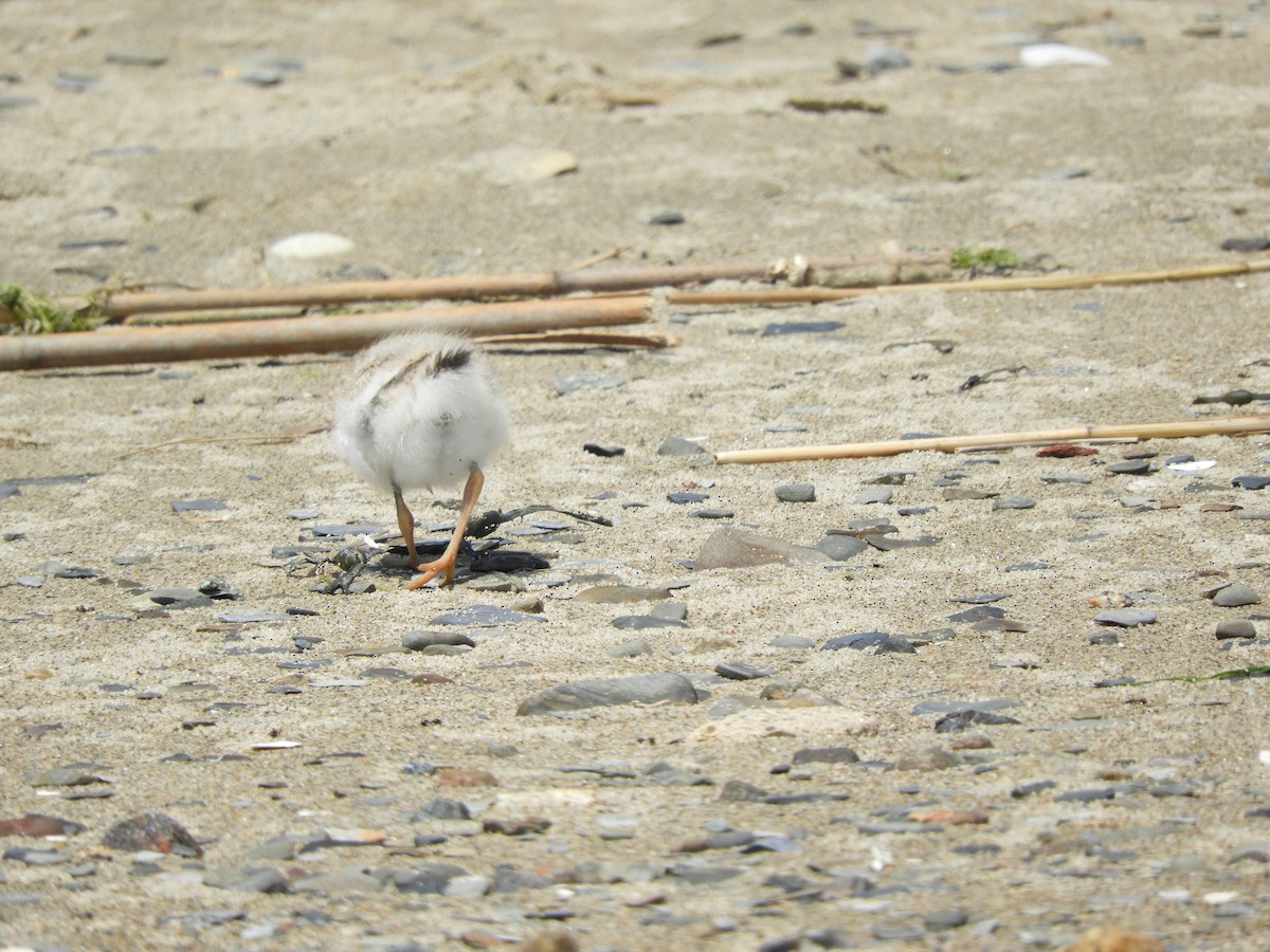 Piping Plover - ML638340961