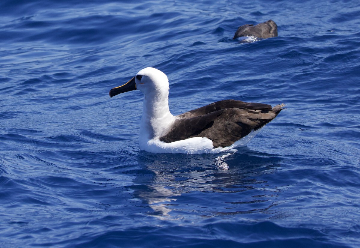 Albatros Picofino Atlántico - ML638340962