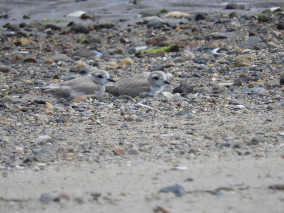 Piping Plover - ML638340973