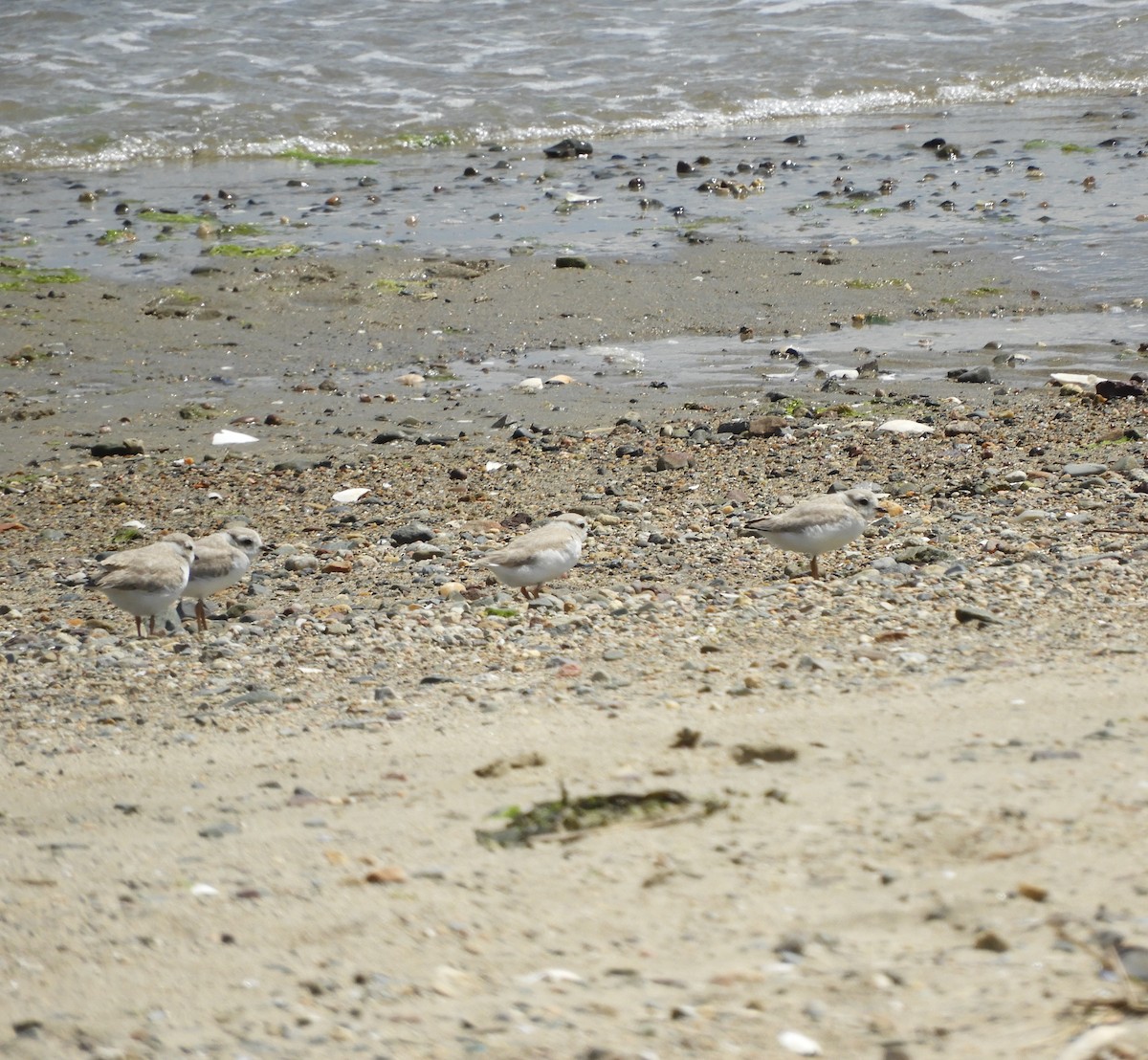 Piping Plover - ML638340974