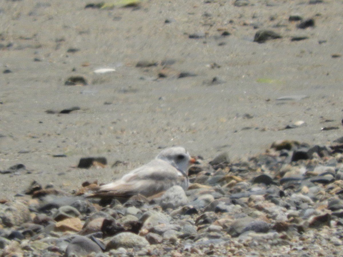 Piping Plover - ML638340976