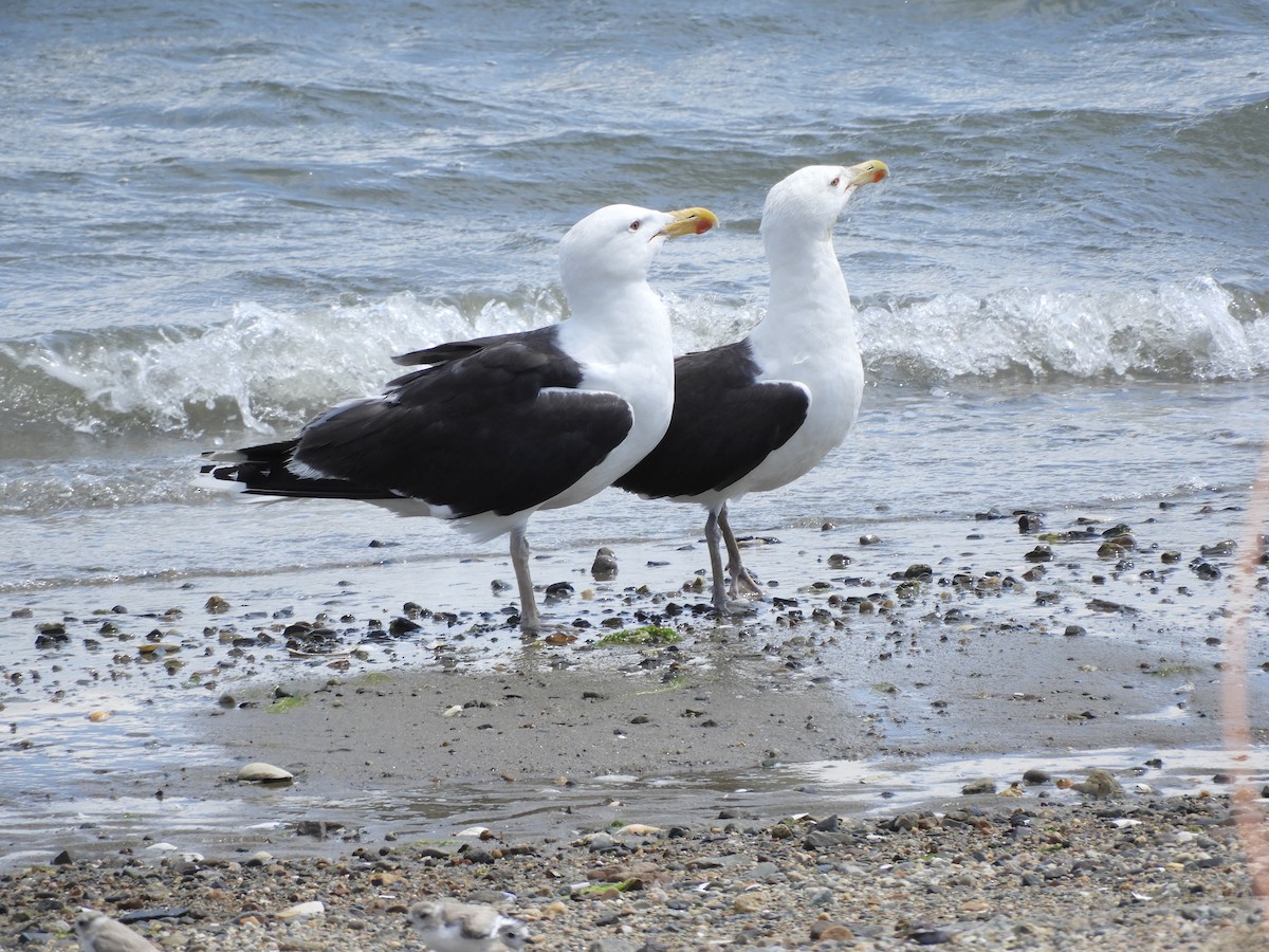 Great Black-backed Gull - ML638340983
