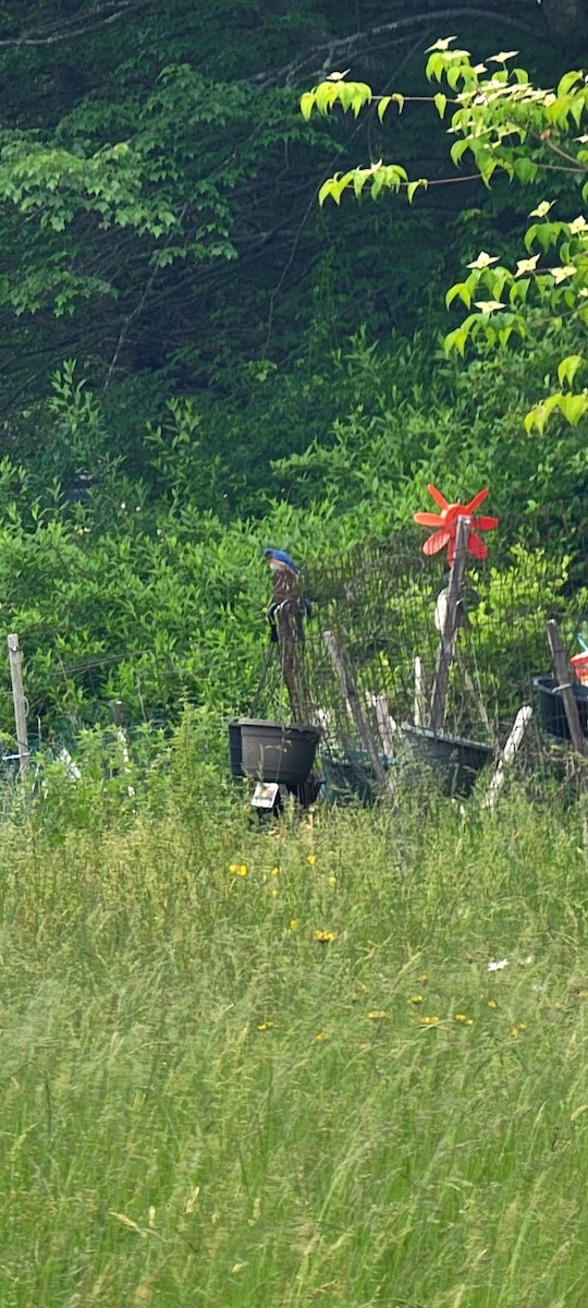 Eastern Bluebird - ML638340991