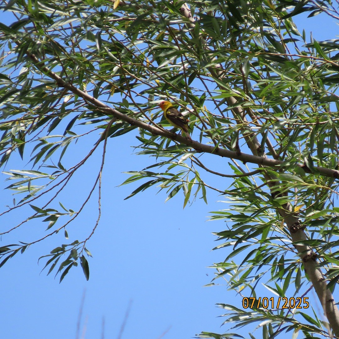 Western Tanager - ML638340995