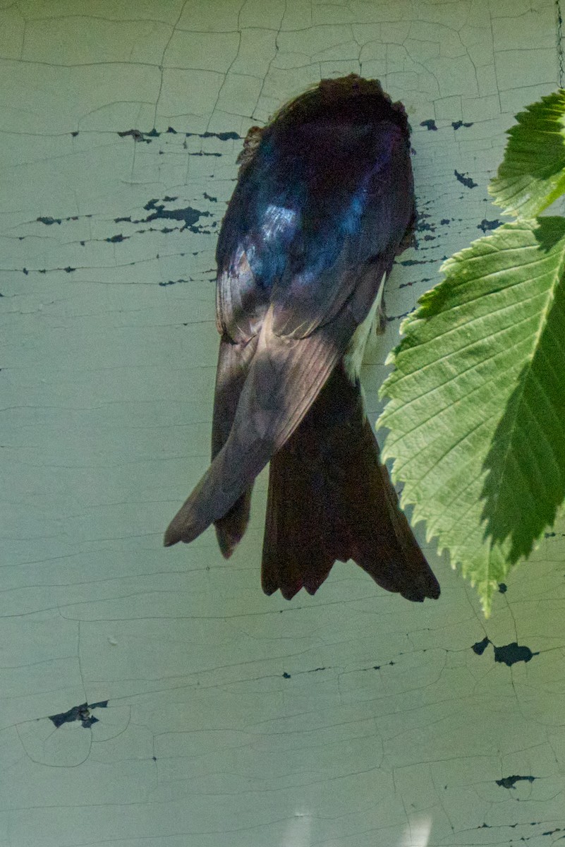 Tree Swallow - ML638340997
