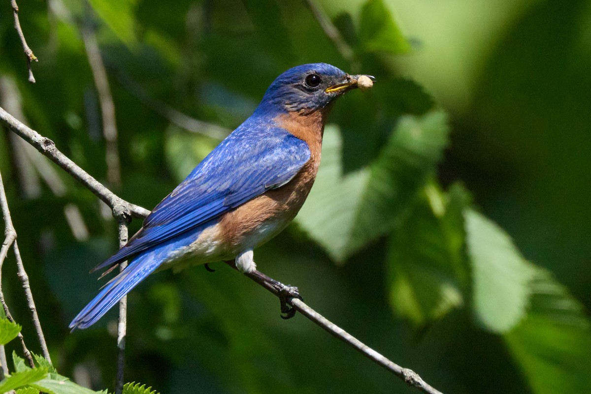 Eastern Bluebird - ML638341005