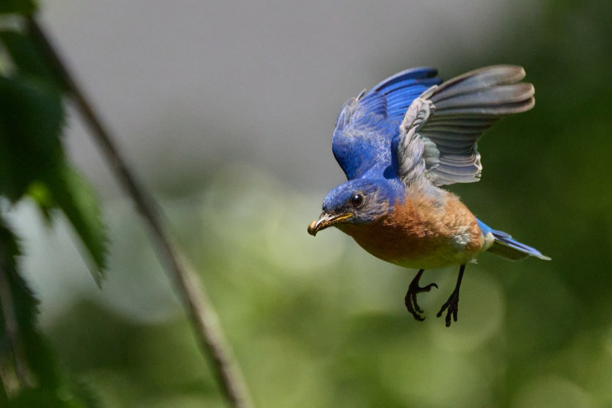 Eastern Bluebird - ML638341009