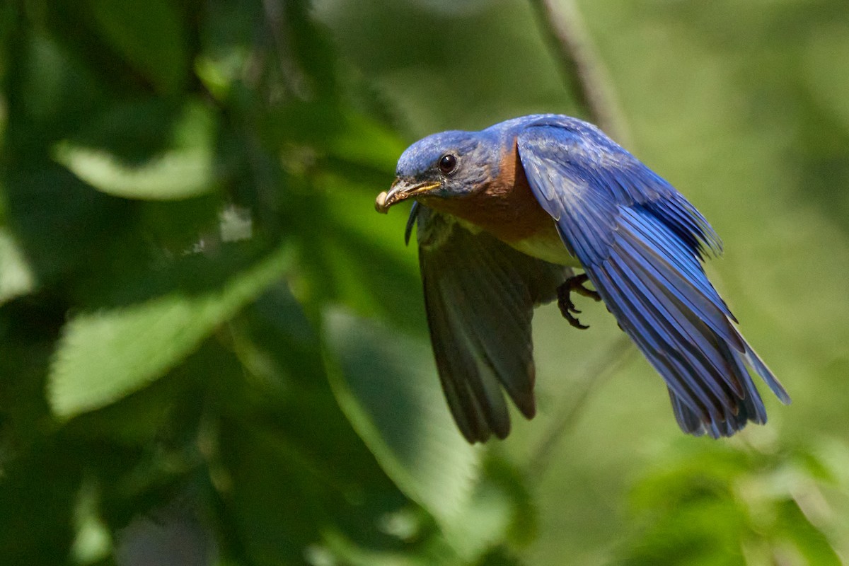 Eastern Bluebird - ML638341011