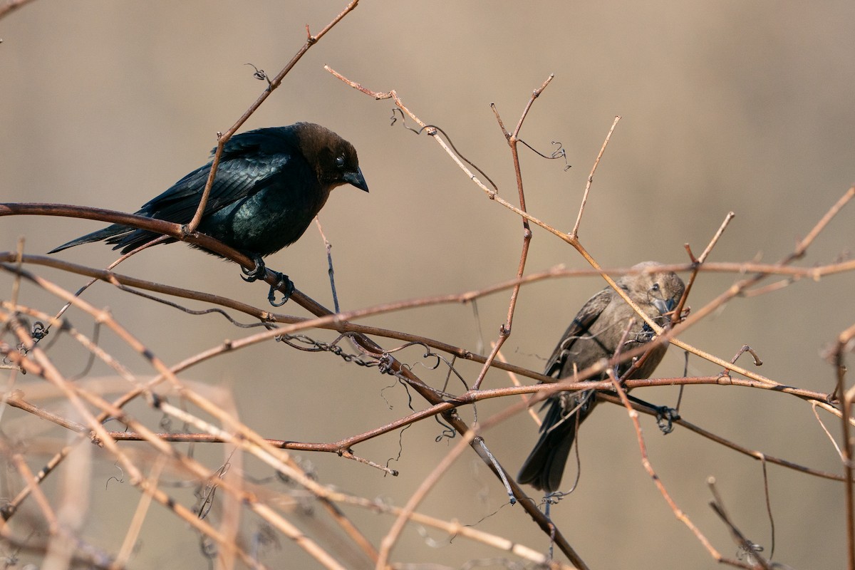 Brown-headed Cowbird - ML638341017
