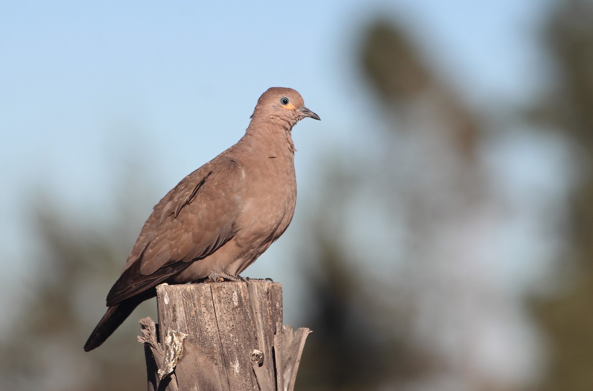 Black-winged Ground Dove - ML638341021