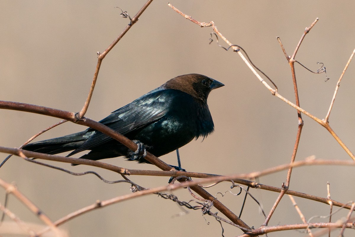 Brown-headed Cowbird - ML638341023