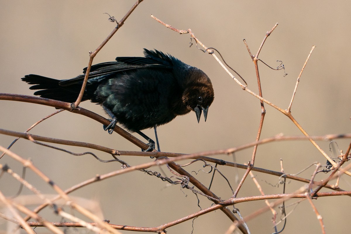 Brown-headed Cowbird - ML638341024