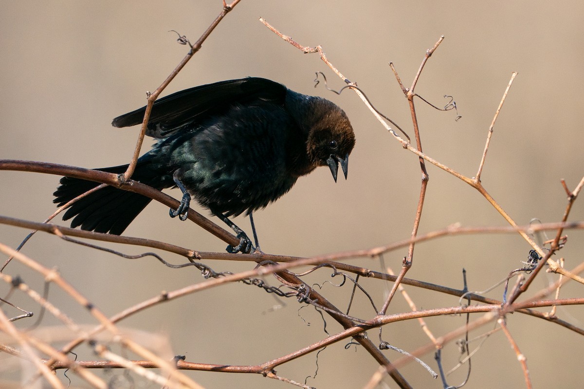 Brown-headed Cowbird - ML638341025