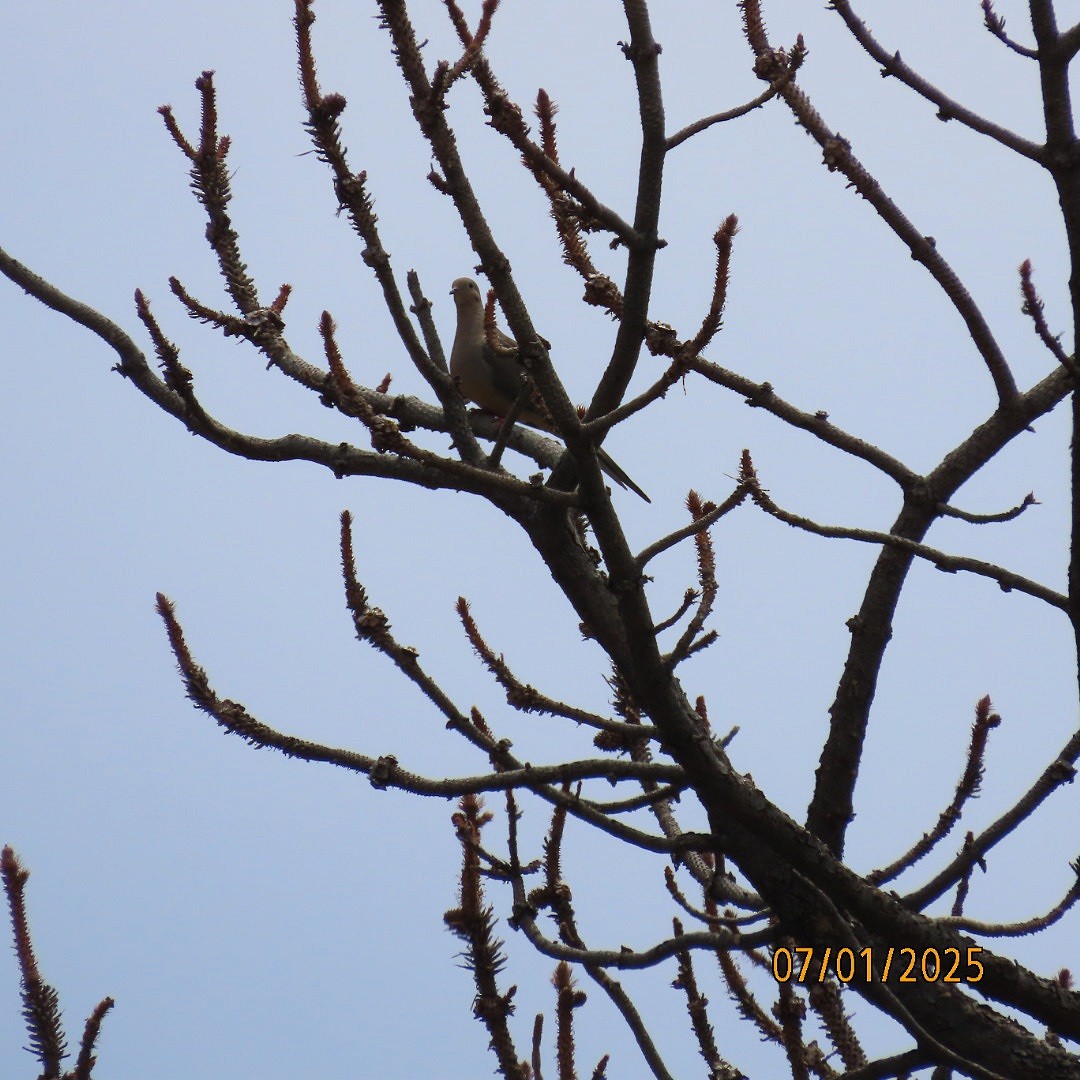 Mourning Dove - ML638341027