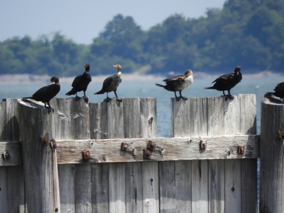 Double-crested Cormorant - ML638341029