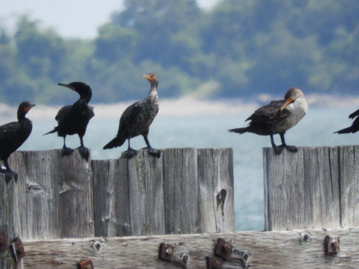 Double-crested Cormorant - ML638341031