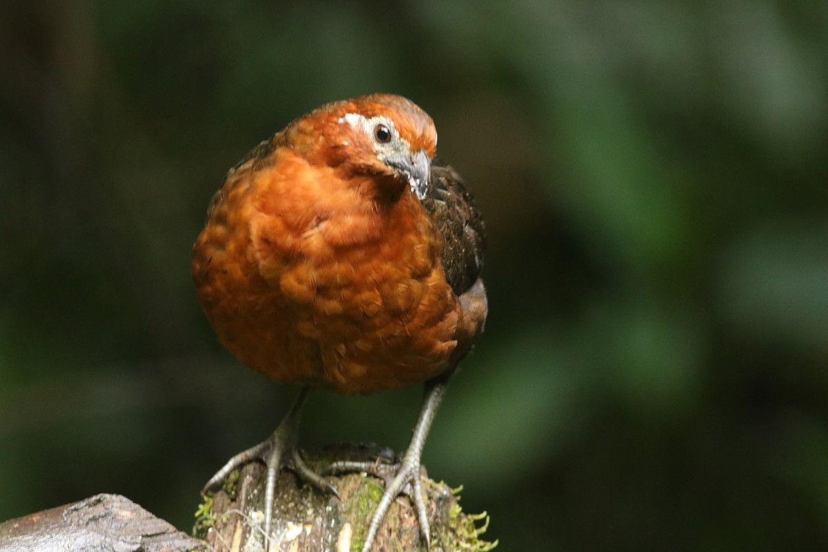 Chestnut Wood-Quail - ML638341037