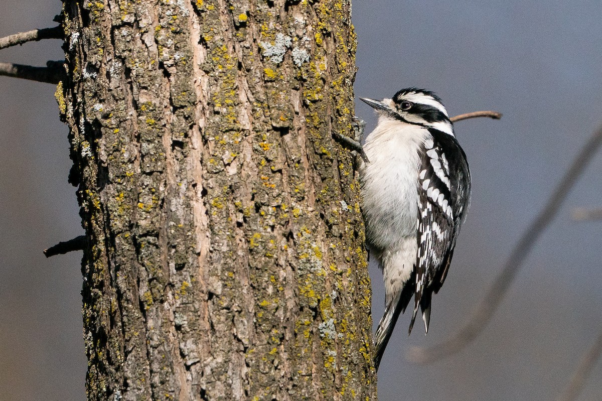 Downy Woodpecker - ML638341042